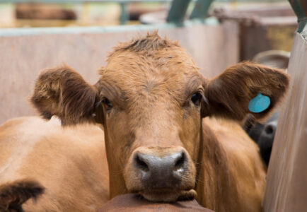 Low Stress Cattle Handling Secrets Image